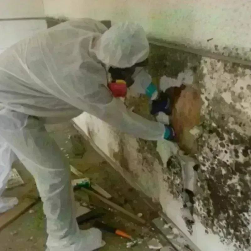 Mold Remediation and Removal in Corvallis, OR